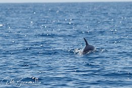 IMG_06592 null