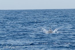 IMG_06600 null