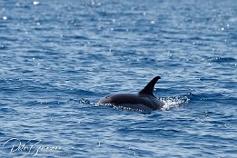 IMG_06637 null