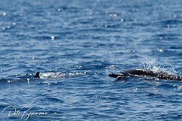 IMG_06638 null