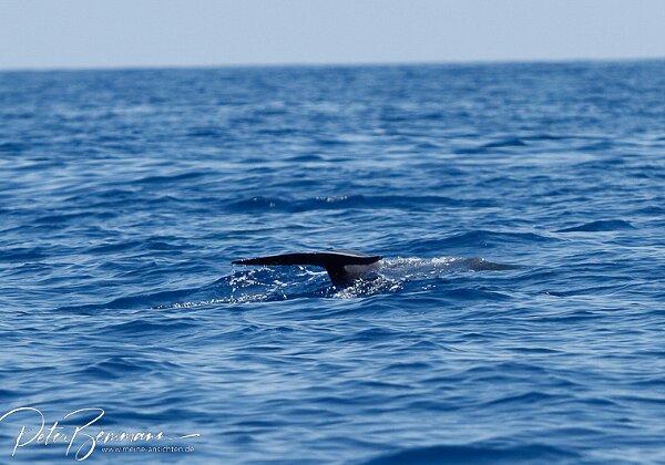 Fotos Whale Watching Tour K�ste vor Vila Franco da Compo, Sao Miguel (Azoren)