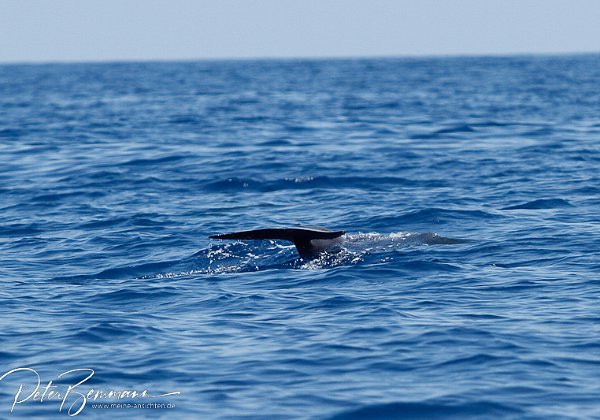 Fotos Whale Watching Tour Kste vor Vila Franco da Compo, Sao Miguel (Azoren)