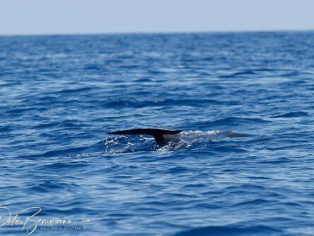 Fotos Whale Watching Tour K�ste vor Vila Franco da Compo, Sao Miguel (Azoren)