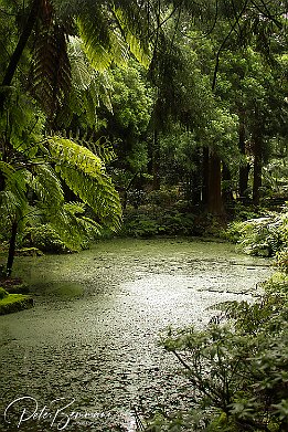 Regenwald - Parc Florestal das Sete Fontes