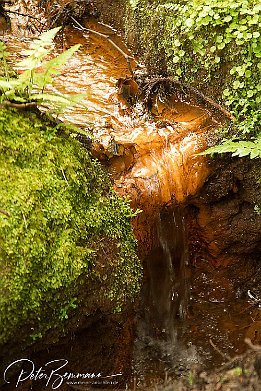 Regenwald - Parc Florestal das Sete Fontes