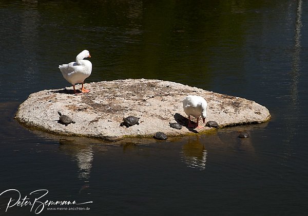 Flora & Fauna