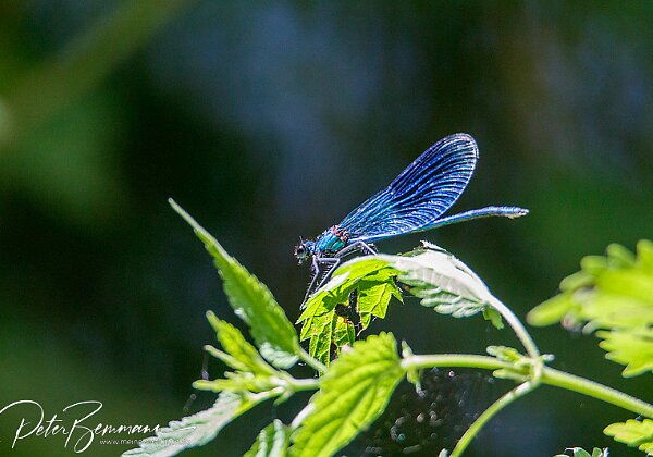 Wildlife Tier-Aufnahmen in freier Natur