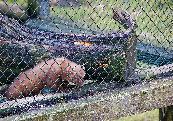 Tiere im Zoo im Zoo, Wildpark und Falknerei